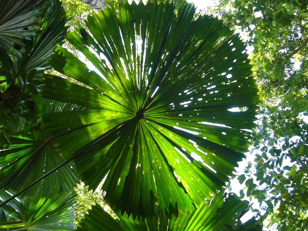 Port Douglas Retreat Экстерьер фото